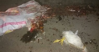 ضبط سيارة نقل محملة بدواجن نافقة فى الصف