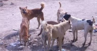 كلب يعقر 3 أشخاص بينهم طفلان فى ميت غمر بالدقهلية