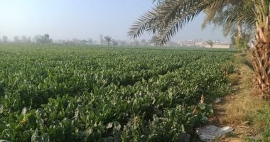 «عشرة شراشر» تضرب بقوة.. ومركز المناخ يضع خارطة طريق لإنقاذ المحاصيل