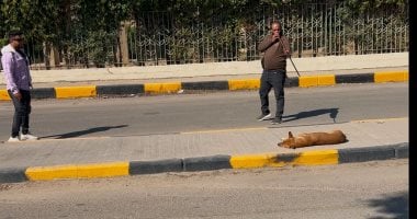 حى المنيرة الغربية يشن حملة لتطعيم وتعقيم الكلاب ضد مرض السعار.. صور