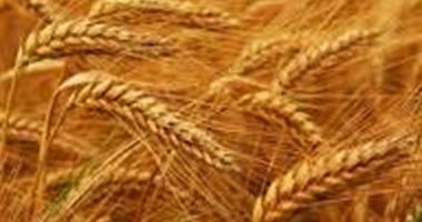 كيف تحمي محصول القمح من الرقاد؟