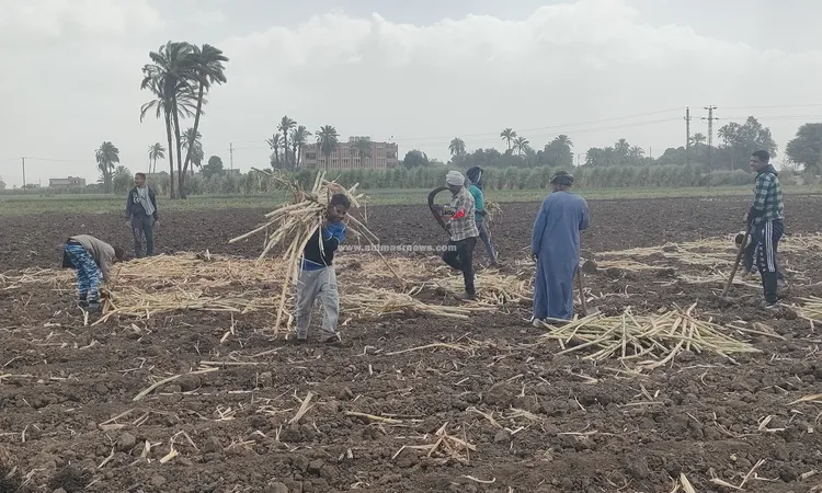 الذهب الأخضر في “الوقف”.. انطلاق موسم زراعة القصب الصيفي بقنا