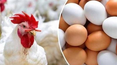 تراجع جديد في أسعار الدواجن والبيض بداية تعاملات اليوم السبت