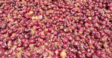 البصل بـ25 جنيه.. استقرار أسعار الخضراوات بأسواق بورسعيد ثالث أيام عيد الفطر