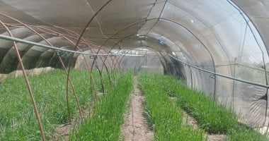 وكيل زراعة الشيوخ: توطين المحاصيل الاستراتيجية ضرورة لحماية الأمن الغذائي