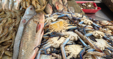 كيلو البلطي من 25 لـ50 جنيها.. تعرف على أسعار الأسماك بالوادى الجديد