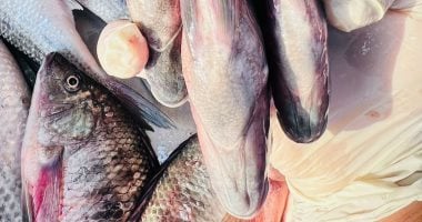 أسعار الأسماك بأسواق مطروح اليوم الأربعاء 25- 3- 2026.. البلطى بـ100 جنيه