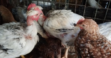 أسعار الدواجن بأسواق ومحلات الأقصر اليوم السبت.. الفراخ البلدى بـ135 جنيها
