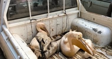 جهاز البيئة بالشرقية يصادر بجع من محل سمك شهير بالزقازيق.. اعرف السبب