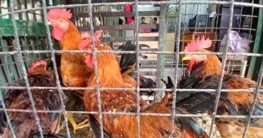 أسعار الفراخ البيضاء اليوم الأربعاء 25-3-2026 فى المنوفية