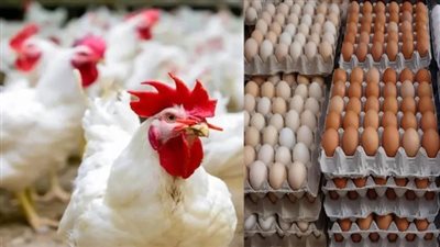 تراجع أسعار الدواجن واللحوم يطرح تساؤلات حول فترة الانخفاض