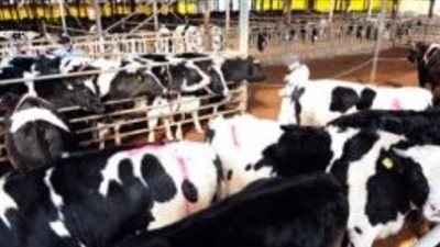 ضوابط صارمة لدخول الحيوانات المستوردة.. وإعدام المصاب منها وفقًا للقانون