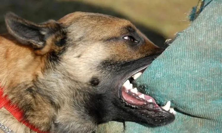لو عضك كلب.. ننشر أماكن تواجد مصل السعار بقنا
