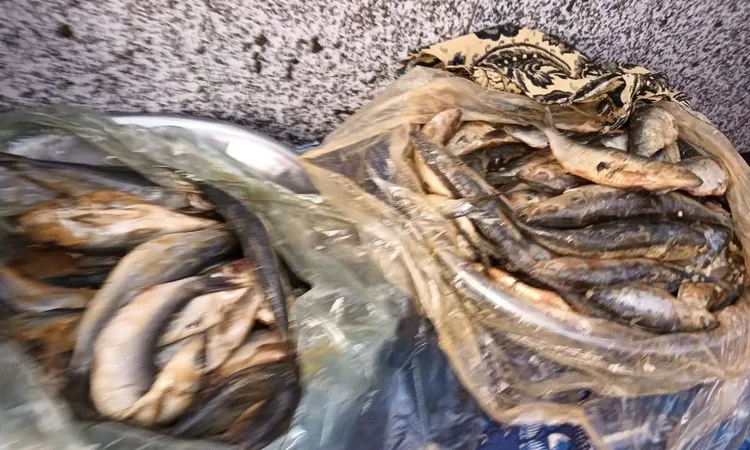 ضبط 160 كجم أسماك غير صالحة للاستهلاك الآدمي بالمنوفية
