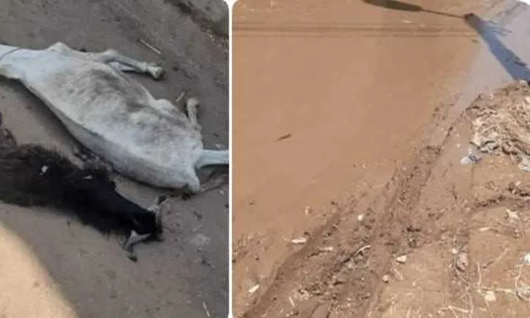 نجاة مزارع من الموت.. ماس كهربائي يقتل بقرة وحمار بقرية الروضة بالفيوم