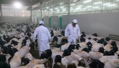 الزراعة” تعلن بدء أعمال البعثة المصرية للإشراف على الهدي والأضاحي بالسعودية