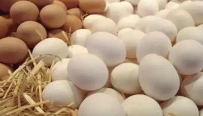 ارتفاع سعر كرتونة البيض اليوم للمستهلك بالأسواق المصرية مع زيادة الطلب المحلي