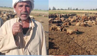 باعوا الأغنام وتحويشة العمر.. ضحايا «مستريح التوظيف» بالبحيرة يروون تفاصيل النصب عليهم بملايين الجنيهات
