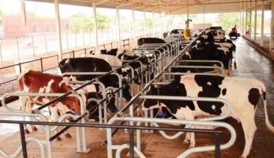 العجل بـ 5000 جنيه وبأسبقية الحجز.. ارتفاع بورصة ذبح الأضاحي في العيد