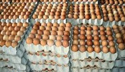 سعر كرتونة البيض اليوم للمستهلك السبت 30 مايو 2026