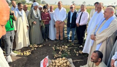 اتحاد الحاصلات البستانية يتابع نتائج حصاد أصناف البطاطس الجديدة بـالمنيا