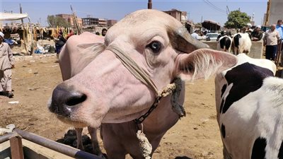 ما العيوب التي تمنع صحة الأضحية؟.. أمين الفتوى يجيب