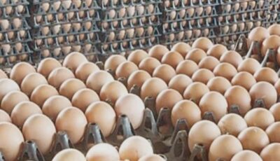 سعر كرتونة البيض اليوم الخميس 21 مايو 2026 بالأسواق