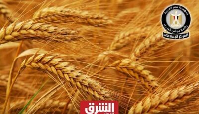 مصر تسجل نحو 4.6 مليون طن من القمح المحلي منذ انطلاق موسم الحصاد في منتصف أبريل الماضي