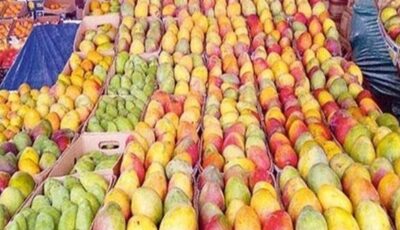 زيادة المعروض في المانجو وستصل إلى 20 جنيه في هذا الموعد