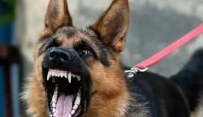 إصابة 9 أشخاص بعقر حيوان مفترس بينهما أطفال وشباب فى قرية شمال قنا