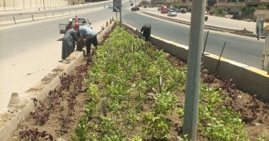 لتجميل الشوارع والميادين.. زراعة مسطحات خضراء بعدد من مناطق الجيزة