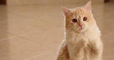 قرار جديد فى واقعة اتهام طبيبة بيطرية بتسببها في نفوق قط شيرازي بكفر الشيخ