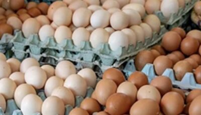 استقرار أسعار كرتونة البيض اليوم الخميس 4-6-2026 في الأسواق المحلية المختلفة مصر