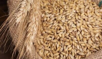 سعر طن الأرز الشعير اليوم