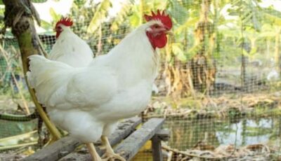 بورصة الدواجن اليوم السبت.. أسعار الفراخ البيضاء بعد الزيادة الأخيرة بالمزارع