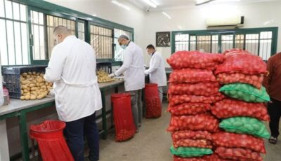 جهود مكثفة لمراقبة إنتاج وتصدير البطاطس.. 970 ألف طن صادرات مفحوصة