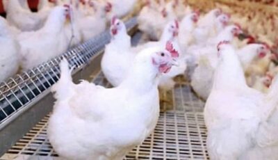 أسعار الفراخ اليوم