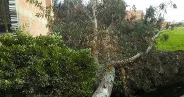 مصرع عامل إثر سقوط شجرة عليه أثناء سيره بصحبة زوجته فى الدقى