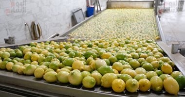 الموالح تواصل التربع على عرش الصادرات الزراعية المصرية بـ 2.2 مليون طن