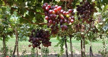 المنيا تزرع العنب.. 18799 فدانا والأرض الصحراوية زادت الرقعة المزروعة