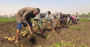 بأكثر من 900 ألف طن.. البطاطس تحتل المركز الثانى فى الصادرات الزراعية