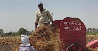 موفر للمياه ومريح للفلاح.. ضخ كميات جديدة من العدس تزامنا مع الحصاد فى الدقهلية