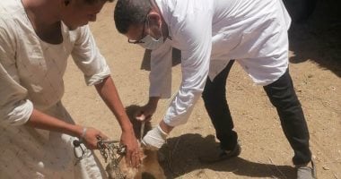 بيطري الأقصر يحقق إنجازات بتحصين الماشية ضد الأمراض الموسمية.. صور