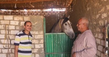 من الإسطبل إلى المرماح.. العمدة مكرم وحكاية عشق لا ينتهى مع الخيول.. يروى قصص عادات متوارثة منذ 200 عام عن سباقات الفروسية فى جنوب الصعيد.. ويؤكد: أحصنة بـ1.5 مليون جنيه تشعل المنافسة بأسوان.. صور