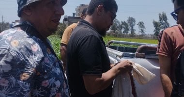 ذعر فى الشرقية.. وفاة سيدة وطفلين وإصابة 10 أشخاص بلدغات الثعابين فى منيا القمح .. وفريق من تمشيط المصارف والزراعات بقرية القراقرة.. فرق طبية للتعامل مع أى إصابات.. والبيئة تكشف تفاصيل وأسباب ظهورها