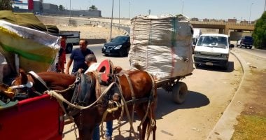 ضبط 28 عربة كارو وتروسيكل خلال حملة على الفريزة بشوارع حى الهرم.. صور