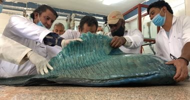 كيف يتم تحنيط الكائنات البحرية فى معهد علوم البحار بالغردقة.. صور