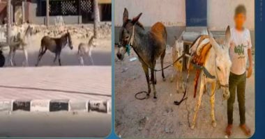ضبط صاحب عربة كارو تجرها 3 دابات تسير عكس الاتجاه.. فيديو