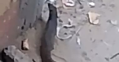 شئون البيئة بالفيوم لـ«اليوم السابع»: الحيوان المتداول هو النمس المصرى
