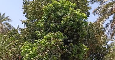 موسم حصاد المانجو.. من حقول أسوان لأسواق الجمهورية والعالم.. صور